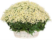 Цветочная композиция из Ромашки в корзине #REPLACE_PRED# Дмитриевском